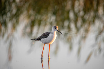The black-winged stilt (Himantopus himantopus) bird on salt lake