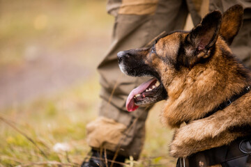 A police officer with a service dog