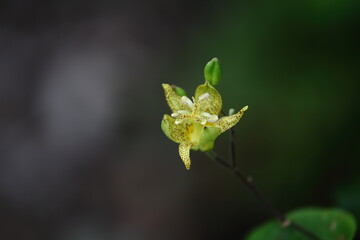 蝶ヶ岳登山道に咲いていたヤマホトトギス（8月）
