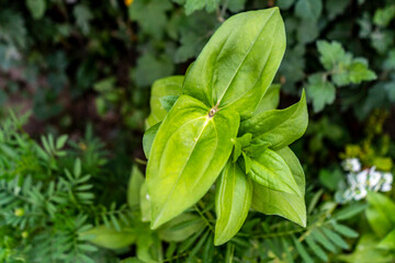 
Petals of the lord's flower