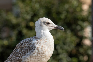 Detailed portrait of  Juvenile Yellow-legged gull (larus michahellis)