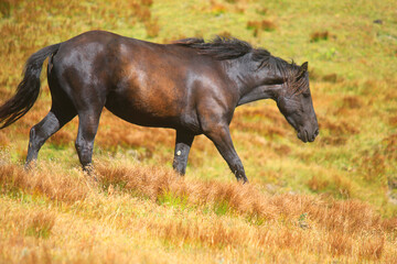 horse in mountain in the meadows