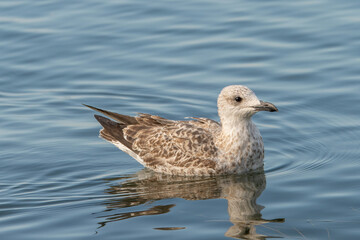 Detailed portrait of  Juvenile Yellow-legged gull (larus michahellis)