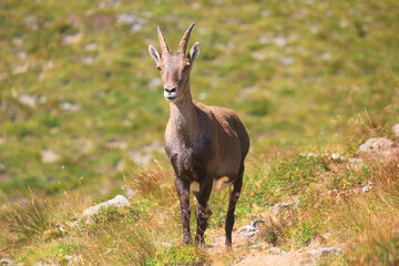 Naklejka na ściany i meble ibex in a mountain meadow