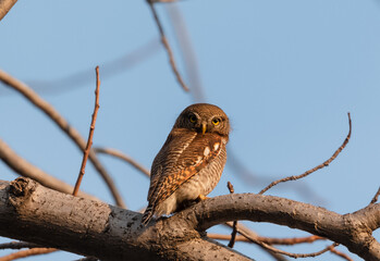 The Jungle Owlet (Glaucidium radiatum), or barred jungle owlet, is found in the Indian Subcontinent Perched on tree Brach in Rajaji National Park, Haridwar, Uttarakhand