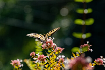 Yellow Swallowtail Butterfly feeding on Queen Anne's Lace at park in Acworth Georgia.