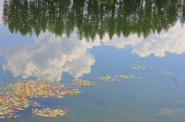 reflections of vegetation in the lake
