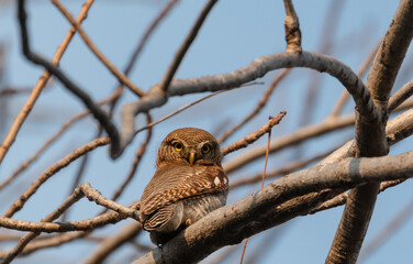 The Jungle Owlet (Glaucidium radiatum), or barred jungle owlet, is found in the Indian Subcontinent Perched on tree Brach in Rajaji National Park, Haridwar, Uttarakhand