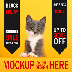 Concept Black Friday sales, cute little gray cat on a yellow background, look at mockup. Buisiness...