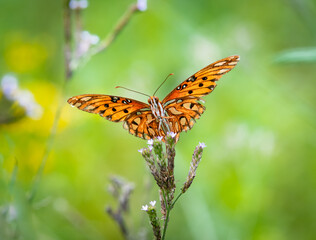 Orange Butterfly pollinating flowers in local nature park in Acworth Georgia.