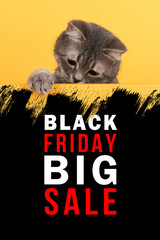 Concept Black Friday sales, cute little gray cat on a yellow background, look at mockup. Buisiness banner, promotional advertising.