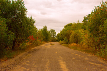 Fototapeta na wymiar asphalt road in the forest 