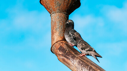 Pigeons sit on an old rusty gutter pipe against the blue sky, a pigeon blinking.