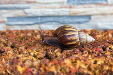 snail was crawling forward on the red rock.