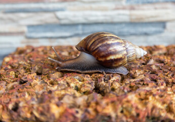  snail was crawling forward on the red rock.