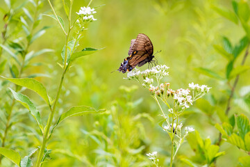 Fototapeta premium Black and Yellow Swallowtail Butterfly in flowery field in Acworth Georgia.