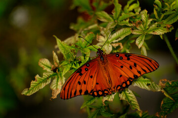 Single Butterfly on Flower or Plant Feeding on Nectar
