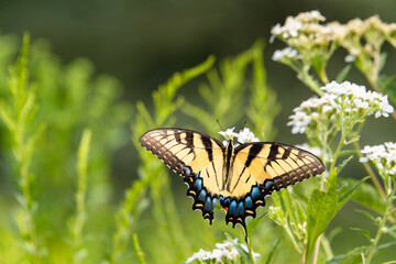 Yellow Swallowtail Butterfly sitting on Queen Anne's Lace at park in Acworth Georgia.