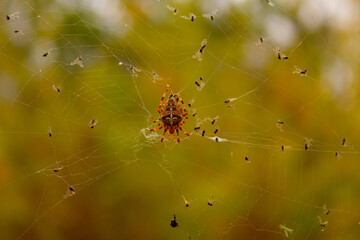 spider on web