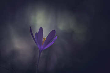 Fototapeta na wymiar Crocus flower in the forest vintage lens rendering