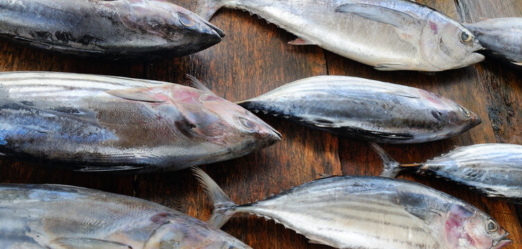 Fresh tuna fish in market. Wide photo.