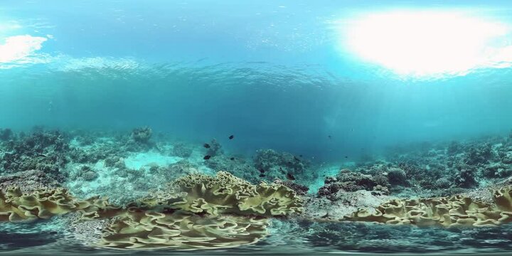 Tropical fishes and coral reef underwater. Hard and soft corals, underwater landscape. Travel vacation concept