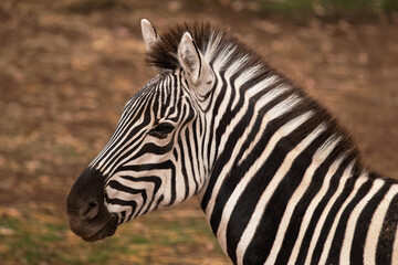 Naklejka na ściany i meble Beautiful and serene zebra head portrait