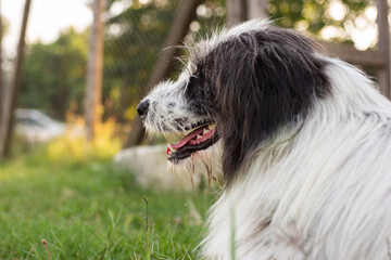 Fototapeta premium Long haired shaggy shepherd female dog side portrait sitting in the grass summer day not pure breed