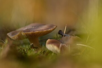 Close up of mushrooms between moss in sunlight