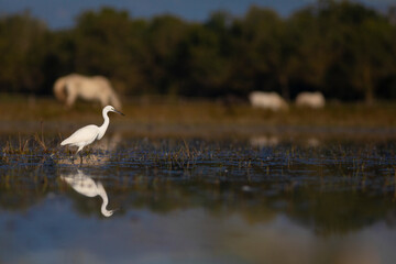 Garceta común (Egretta garzetta) reflejada  pescando en el Parc Natural dels Aiguamolls de l'Empordà (Parque Natural de los Aiguamolls del Empordá) Castelló d'Empúries, Girona, Catalunya