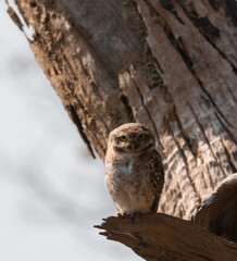 Spotted Owlet (Athene brama) perched on tree branch and looking for prey with their yellow eyes.