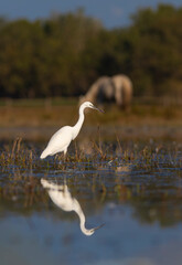 Garceta común (Egretta garzetta) reflejada  pescando en el Parc Natural dels Aiguamolls de l'Empordà (Parque Natural de los Aiguamolls del Empordá) Castelló d'Empúries, Girona, Catalunya