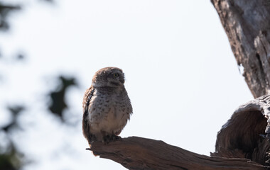 Spotted Owlet (Athene brama) perched on tree branch and looking for prey with their yellow eyes.