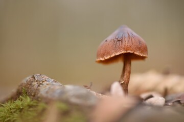 Mushroom next to branch, moss and fallen leaves on forest floor in autumn