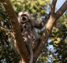 Gray langurs (Semnopithecus), also called Hanuman langurs or Hanuman monkeys, are Old World monkeys native to the Indian subcontinent constituting the genus Semnopithecus.