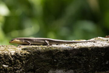brown Skink in the garden