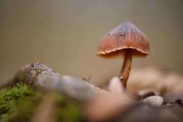 Brown mushroom next to branch, moss and fallen leaves on forest floor in autumn