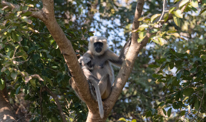 Gray langurs (Semnopithecus), also called Hanuman langurs or Hanuman monkeys, are Old World monkeys native to the Indian subcontinent constituting the genus Semnopithecus.