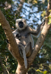 Gray langurs (Semnopithecus), also called Hanuman langurs or Hanuman monkeys, are Old World monkeys native to the Indian subcontinent constituting the genus Semnopithecus.