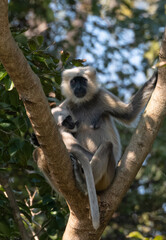 Gray langurs (Semnopithecus), also called Hanuman langurs or Hanuman monkeys, are Old World monkeys native to the Indian subcontinent constituting the genus Semnopithecus.