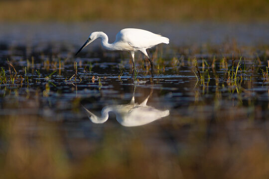 Garceta com&uacute;n (Egretta garzetta) reflejada  pescando en el Parc Natural dels Aiguamolls de l'Empord&agrave; (Parque Natural de los Aiguamolls del Empord&aacute;) Castell&oacute; d'Emp&uacute;ries, Girona, Catalunya