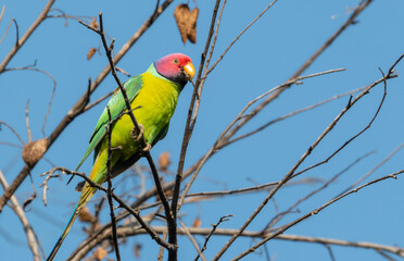 Plum-headed parakeet (Psittacula cyanocephala) Perched on tree branch at Rajaji national park, Uttarakhand