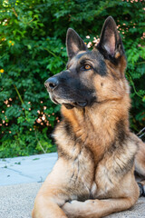 Young adult German shepherd sheepdog sitting down in the backyard low angle front view