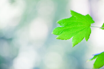 Blätter mit Bokeh Hintergrund