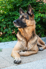 Young adult German shepherd sheepdog sitting down in the backyard low angle front view
