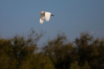 Garcilla bueyera (bubulcus ibis) volando en el Parc Natural dels Aiguamolls de l'Empordà (Parque Natural de los Aiguamolls del Empordá) Castelló d'Empúries, Girona, Catalunya
