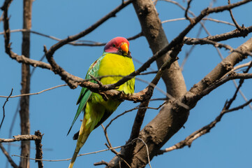 Plum-headed parakeet (Psittacula cyanocephala) Perched on tree branch at Rajaji national park, Uttarakhand