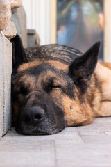 Sleeping young adult German shepherd sheepdog close up head shot low angle
