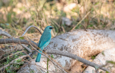 Verditer Flycatcher (Eumyias thalassinus) bird perched on tree.
