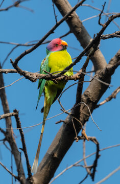 Plum-headed parakeet (Psittacula cyanocephala) Perched on tree branch at Rajaji national park, Uttarakhand